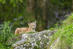 Europischer Luchs