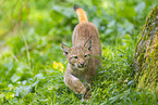 Europischer Luchs