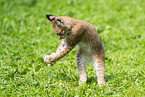 Europischer Luchs