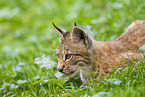 Europischer Luchs