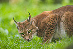 Europischer Luchs