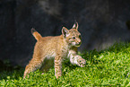 Europischer Luchs