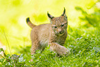 Europischer Luchs