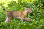 Europischer Luchs