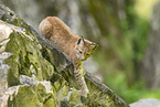 Europischer Luchs