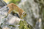 Europischer Luchs