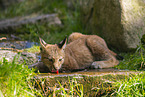 Europischer Luchs