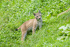Europischer Luchs