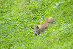 Europischer Luchs