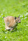 Europischer Luchs