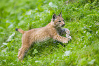 Europischer Luchs