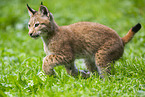 Europischer Luchs