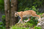 Europischer Luchs