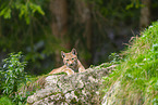 Europischer Luchs