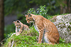 Europischer Luchs