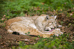 Europischer Luchs