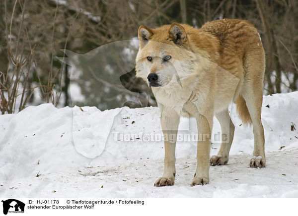 stehender Europischer Wolf / HJ-01178