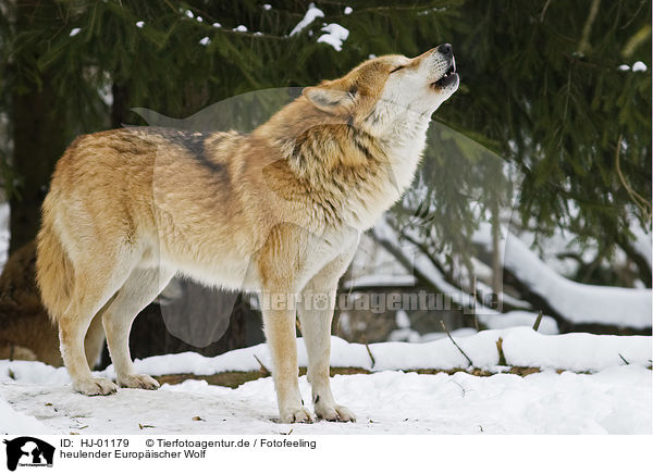 heulender Europischer Wolf / HJ-01179