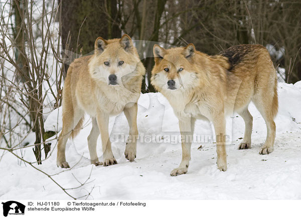stehende Europische Wlfe / standing European wolfs / HJ-01180