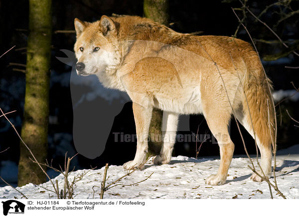 stehender Europischer Wolf / HJ-01184