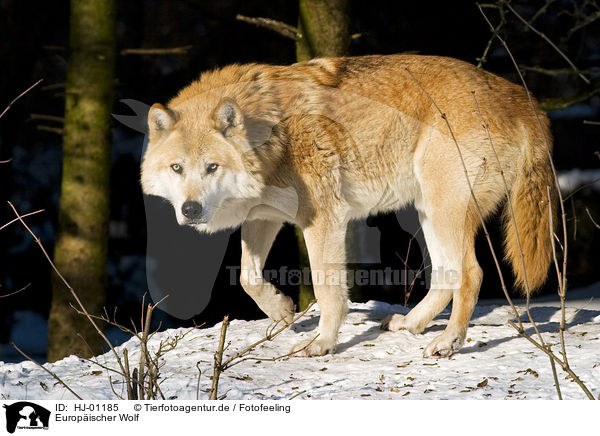Europischer Wolf / HJ-01185