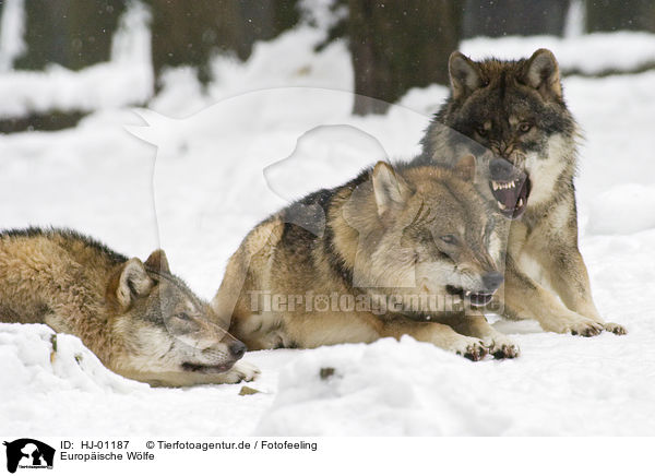 Europische Wlfe / HJ-01187