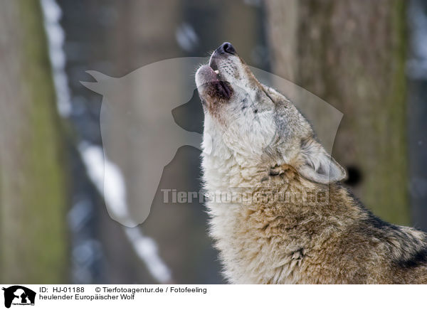 heulender Europischer Wolf / HJ-01188