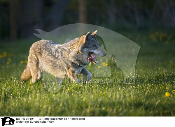 laufender Europischer Wolf / HJ-01191