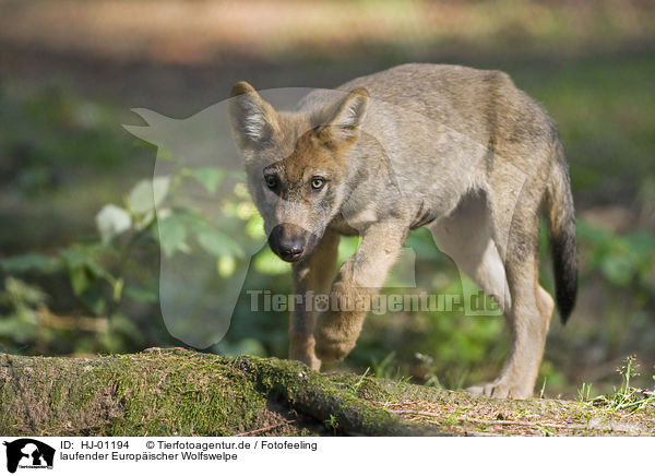 laufender Europischer Wolfswelpe / walking European wolf cub / HJ-01194