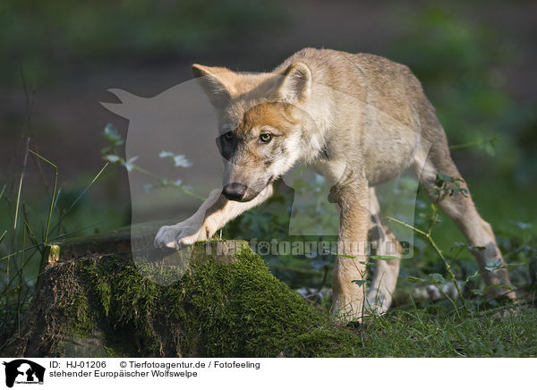 stehender Europischer Wolfswelpe / standing European wolf cub / HJ-01206