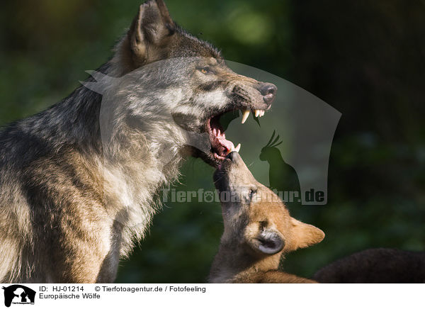 Europische Wlfe / European wolfs / HJ-01214