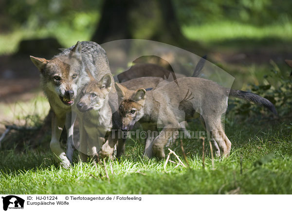 Europische Wlfe / HJ-01224