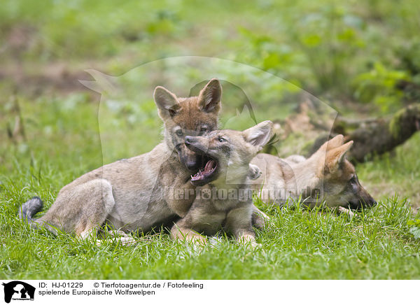 spielende Europische Wolfswelpen / playing European wolf cubs / HJ-01229