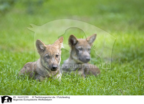 liegende Europische Wolfswelpen / lying European wolf cubs / HJ-01233