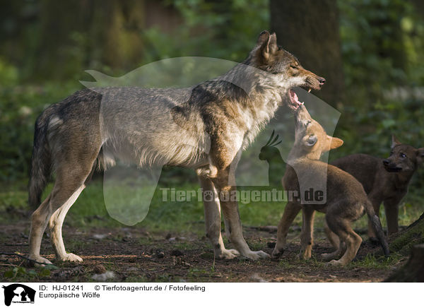 Europische Wlfe / HJ-01241