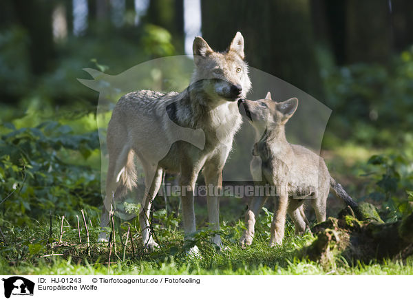 Europische Wlfe / European wolfs / HJ-01243