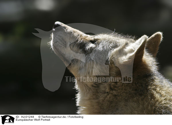 Europischer Wolf Portrait / HJ-01248
