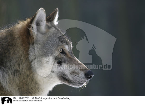 Europischer Wolf Portrait / European wolf portrait / HJ-01252