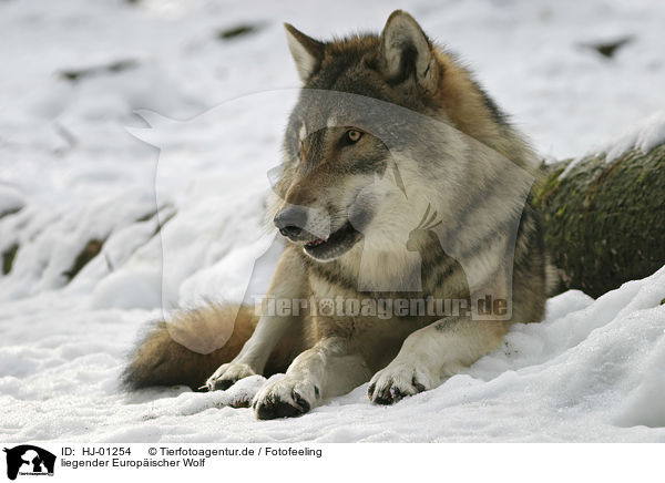 liegender Europischer Wolf / lying European wolf / HJ-01254