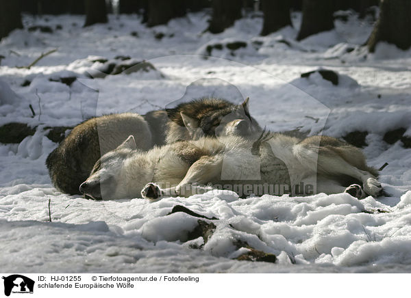 schlafende Europische Wlfe / sleeping European wolfs / HJ-01255