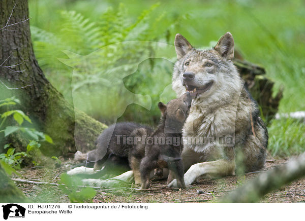 Europische Wlfe / HJ-01276
