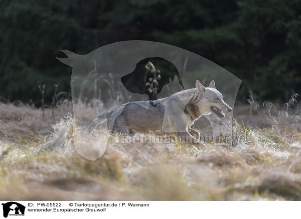 rennender Europischer Grauwolf / PW-05522