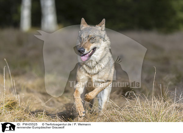 rennender Europischer Grauwolf / PW-05525