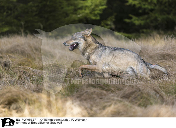 rennender Europischer Grauwolf / running European Gray Wolf / PW-05527