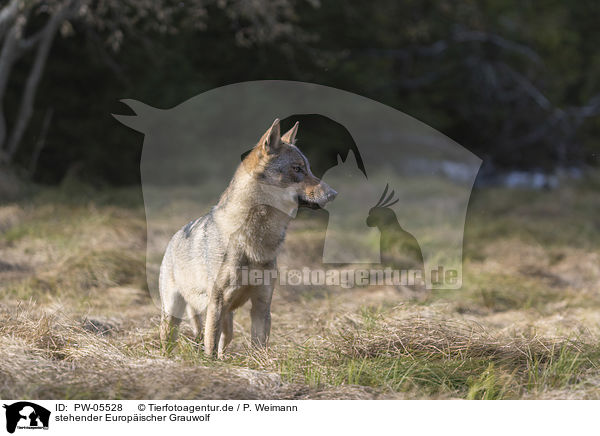 stehender Europischer Grauwolf / standing European Gray Wolf / PW-05528