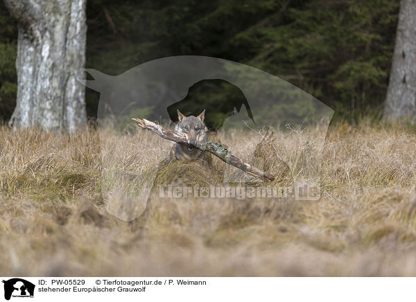 stehender Europischer Grauwolf / PW-05529