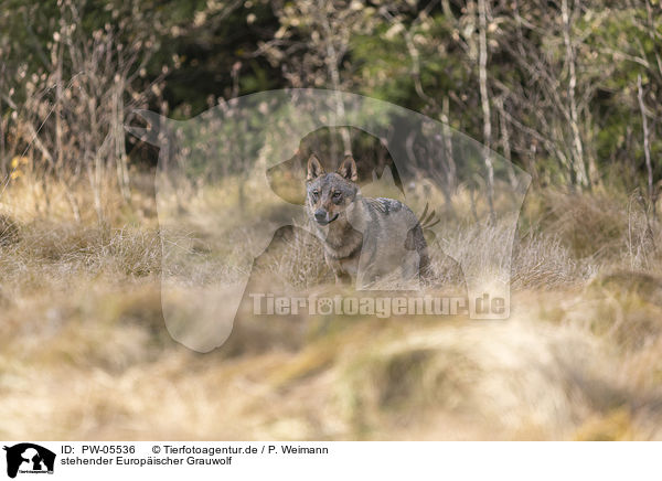 stehender Europischer Grauwolf / PW-05536