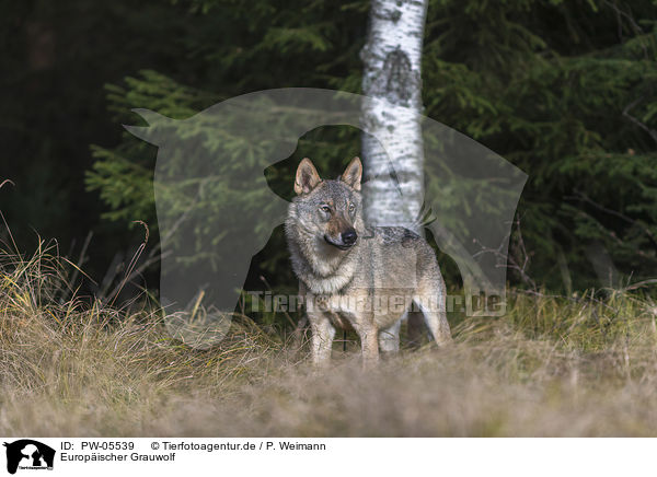 Europischer Grauwolf / PW-05539