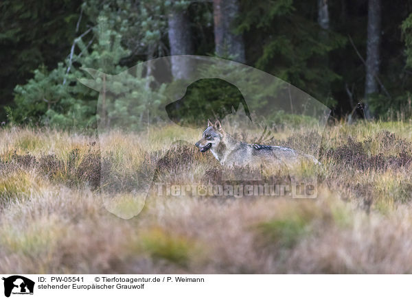 stehender Europischer Grauwolf / PW-05541