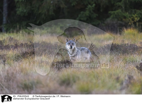 stehender Europischer Grauwolf / standing European Gray Wolf / PW-05542